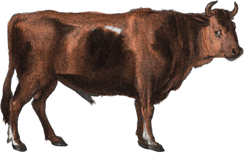 The bull
