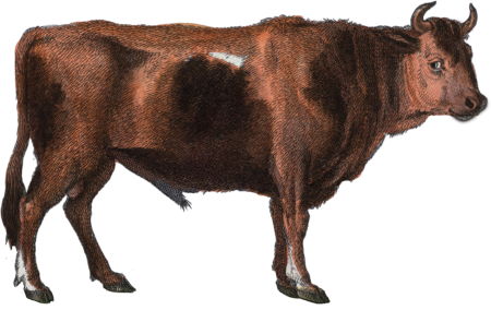 The bull