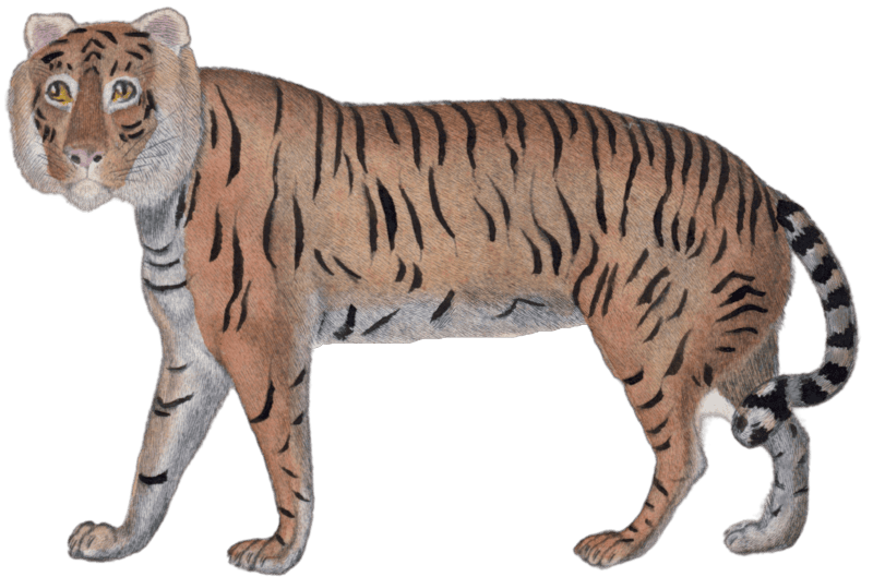 The Tiger