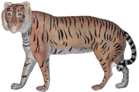 The Tiger