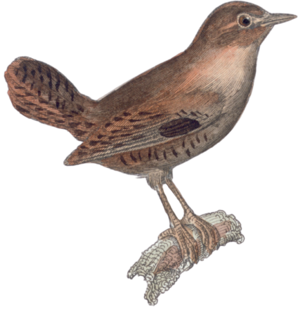 The Wren
