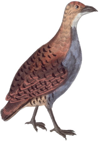 The Tinamou Magoua