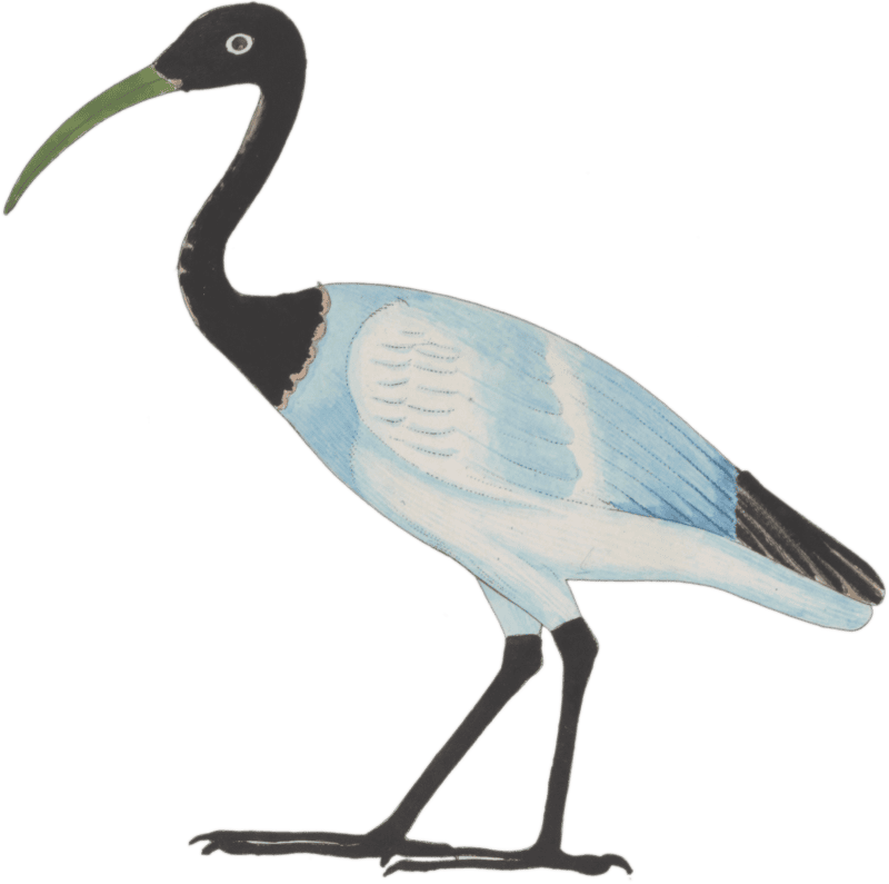Ancient Egyptian Bird