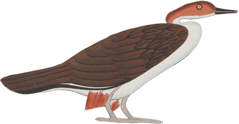 Ancient Egyptian Bird