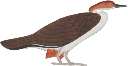 Ancient Egyptian Bird