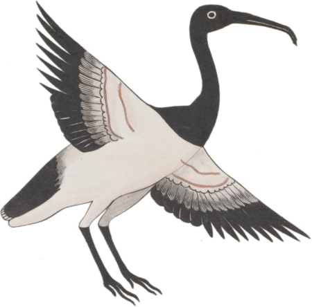Ancient Egyptian Bird