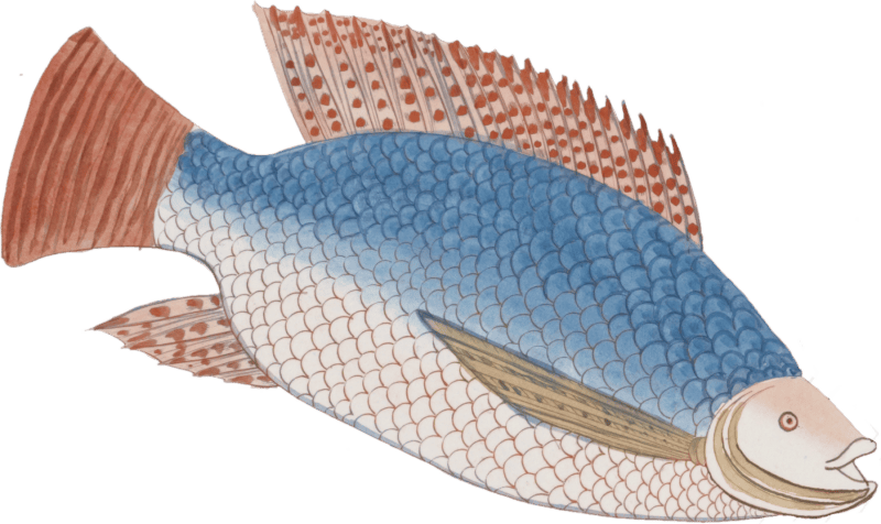 Fish