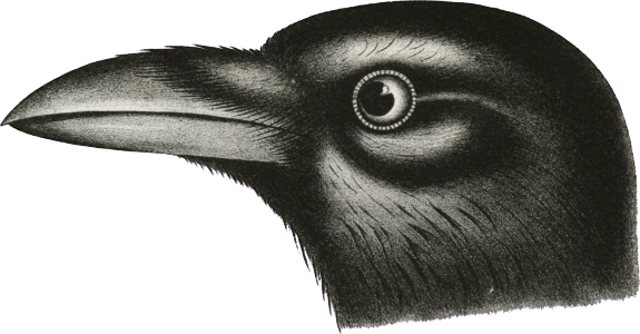 American Crow (Corvus americanus)