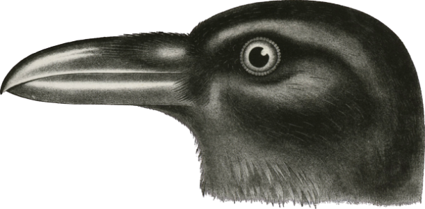  Northern Raven (Corvus carnivorus)