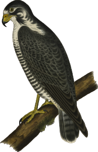 Western Duck Hawk (Falco nigriceps)
