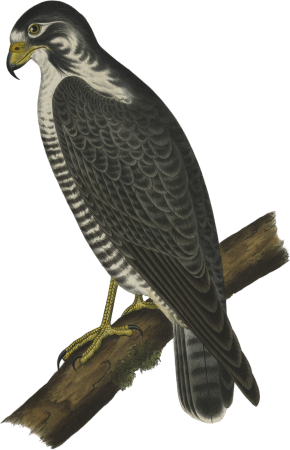 Western Duck Hawk (Falco nigriceps)
