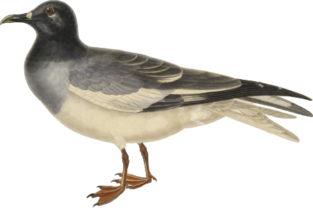 Fork-tailed gull (Larus furcatus)