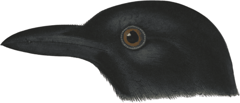 Black billed Magpie (Pica hudsonica)