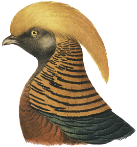 Plumages of the Black throated Golden Pheasant (Chrysopolus pictus)