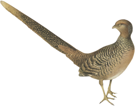 Plumages of the Golden Pheasant (Chrysopolus pictus)