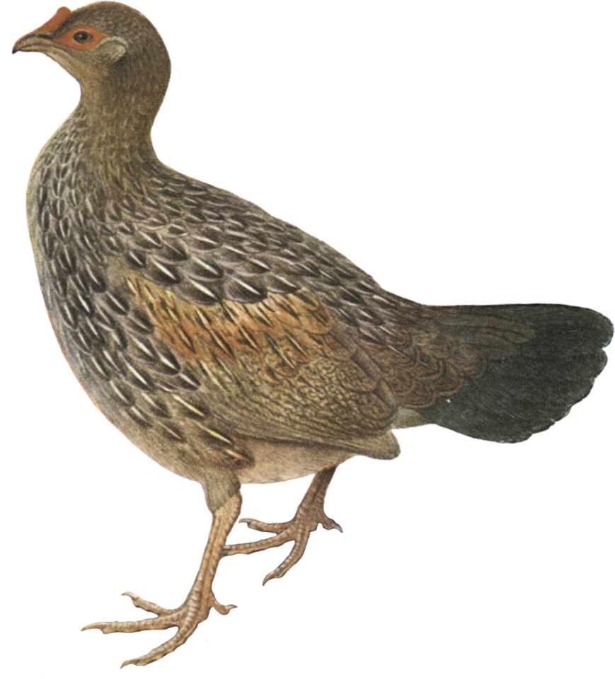 Plumages of the Grey Junglefowl