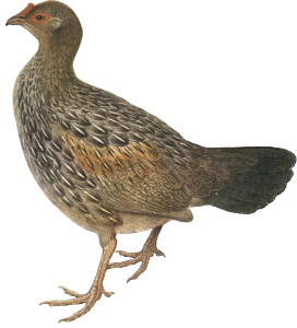 Plumages of the Grey Junglefowl