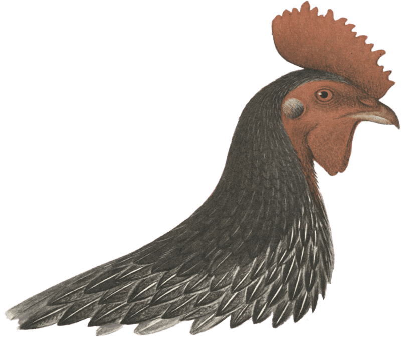 Plumages of the Grey Junglefowl