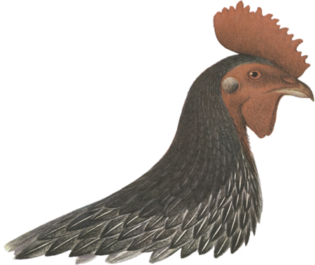 Plumages of the Grey Junglefowl