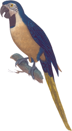 Blue macaw