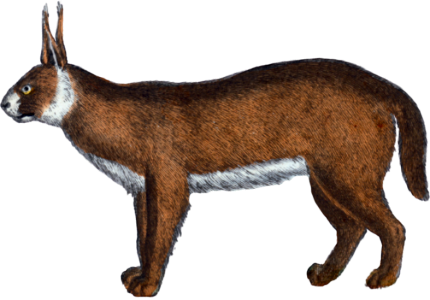 Caracal