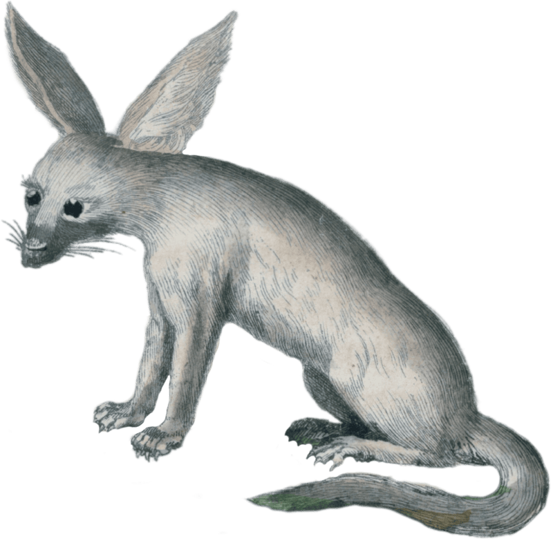 Fennec fox