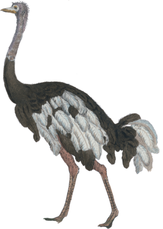 The ostrich
