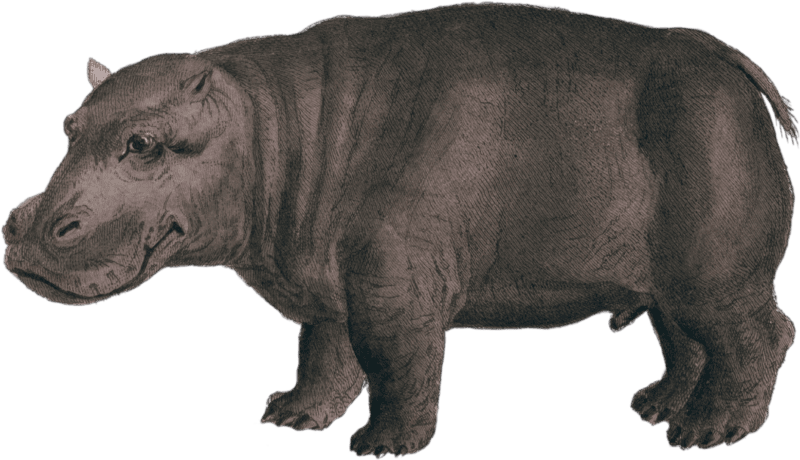 Hippopotamus