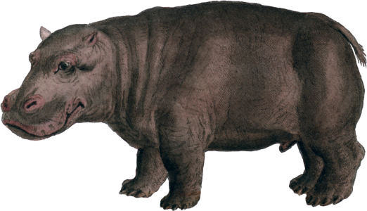 Hippopotamus