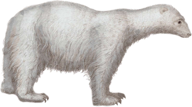 The White Bear