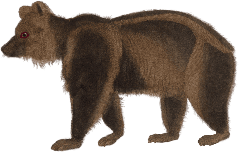 The brown bear