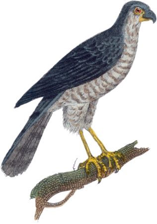 The Hawk