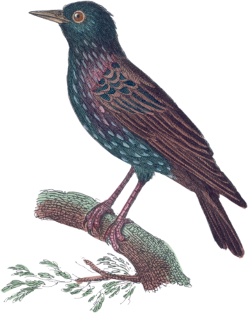 The Starling