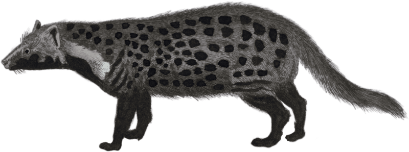 The Civet