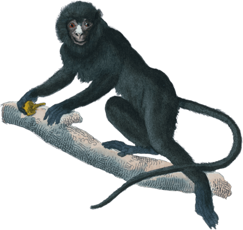 The prominent white-nosed guenon