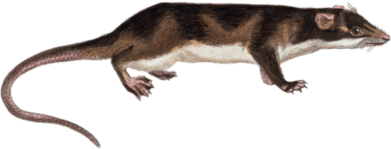 The otter of Guyana