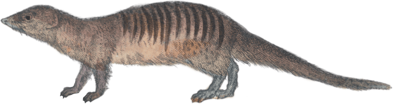 Mongoose