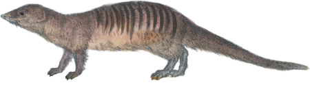 Mongoose
