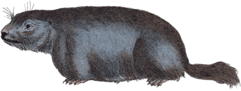 The Groundhog