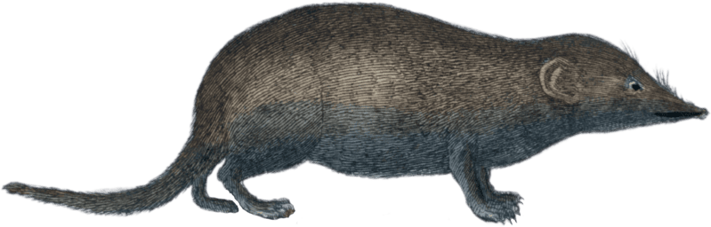 The water shrew