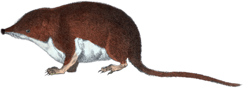 The Indian Musk Shrew