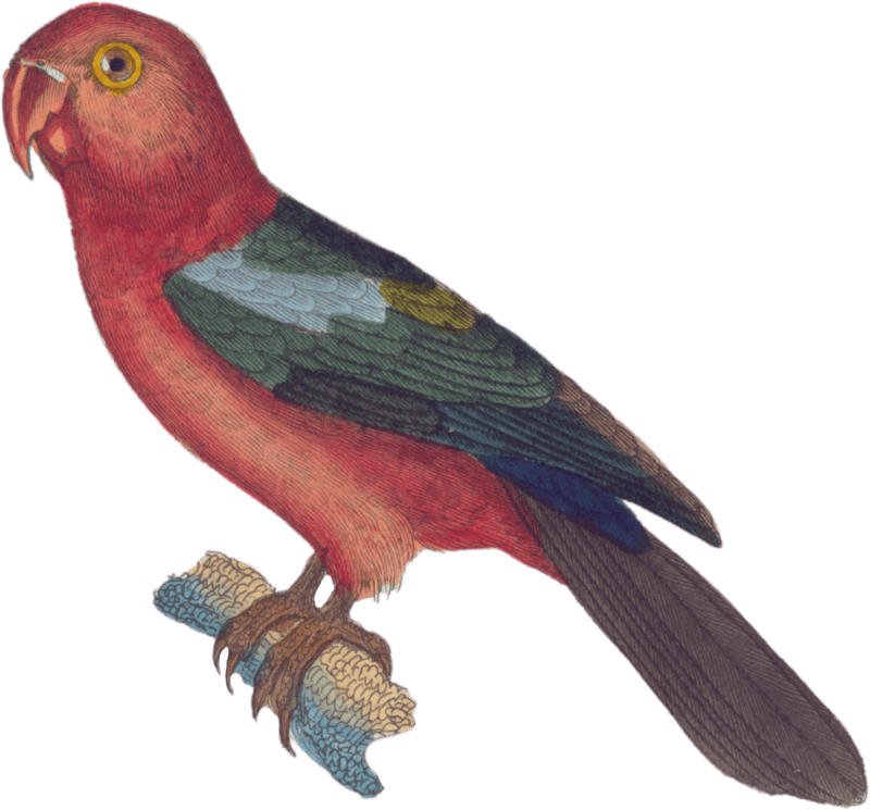 The tricolor parakeet