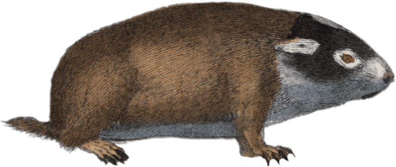 The Little Mole of the Cape