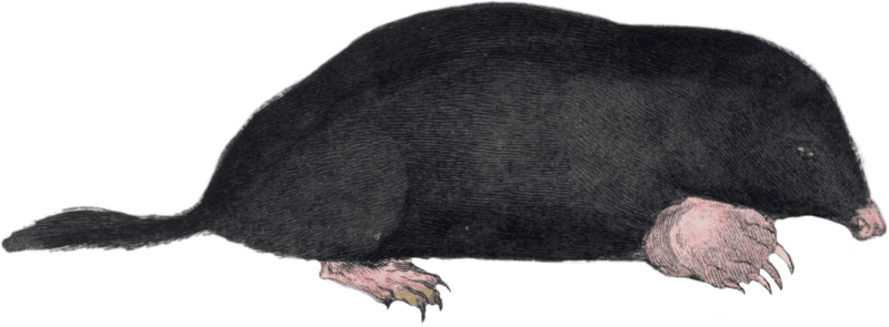 The mole