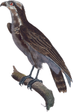 The Osprey