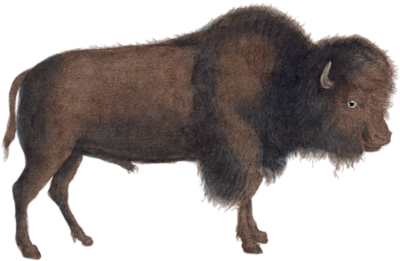 The Bison
