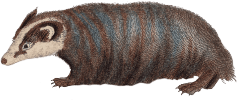 Badger