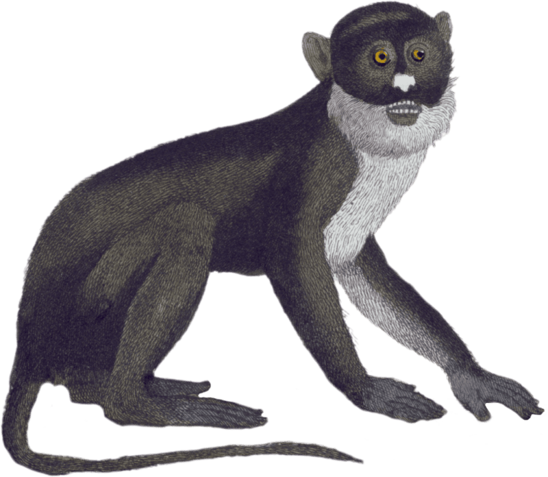 The White Nose