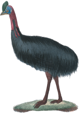 The cassowary