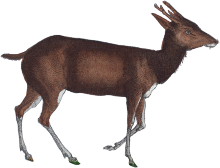 The Roe Deer